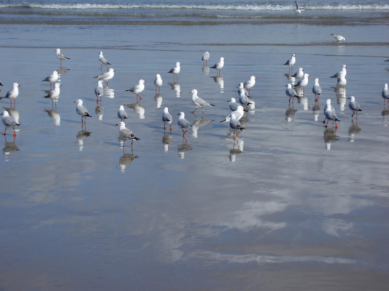 seagulls hunting for worms on a beach