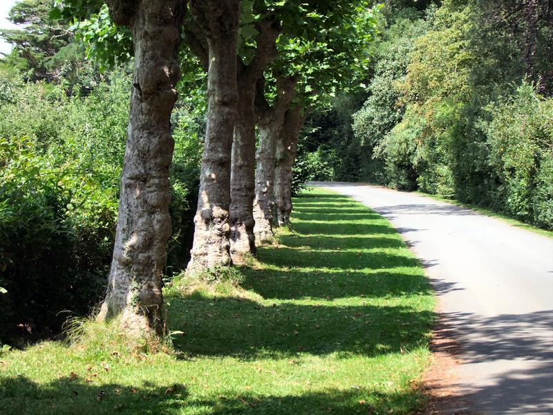 <p>Shadows of trees, Quarr Abbey, Isle of Wight </p>