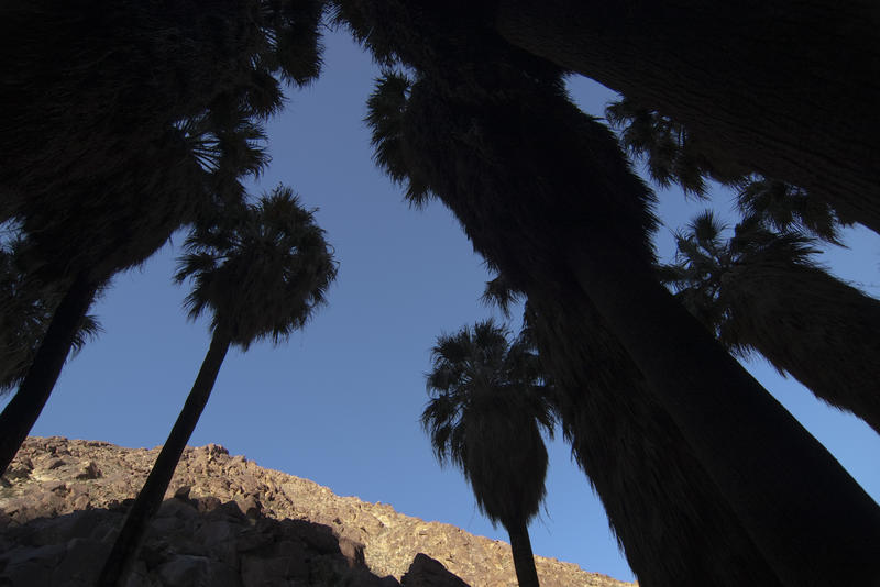 looking up at a clear blue sky through a grove of palm trees