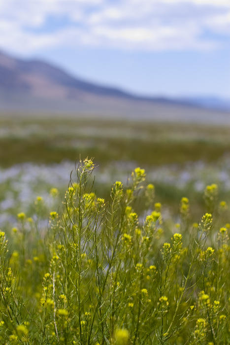 plants growing wild in a meadow in the sierra nadava