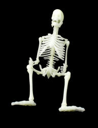 2993-sitting skeleton