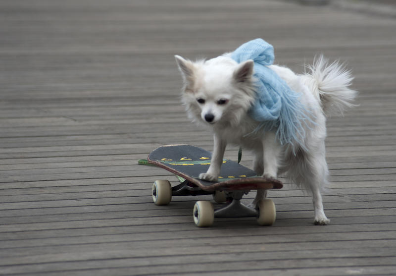 a dog riding a small skateboard