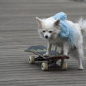 3918-skateboarding dog