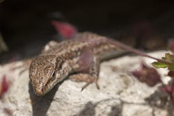 3233-skink_on_a_rock.jpg