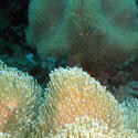 3357-soft corals