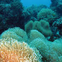 3358-coral polyps