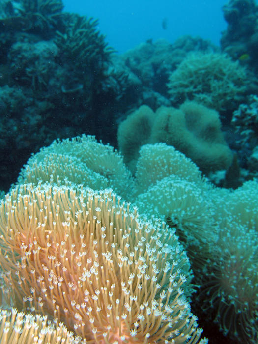 several different soft corals on the great barrier reef