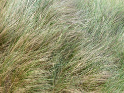 4321   soft grass texture