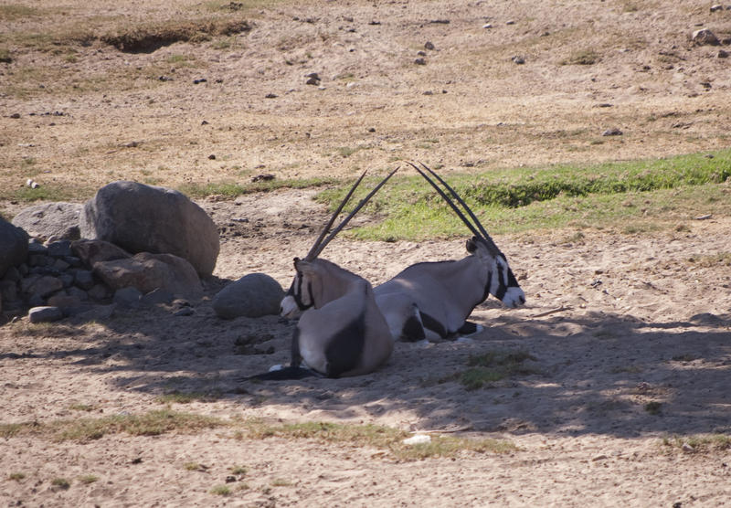 springbok resting under a tree in the midday sun