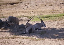3234-springbok gazelle