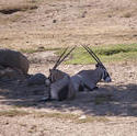 3234-springbok gazelle