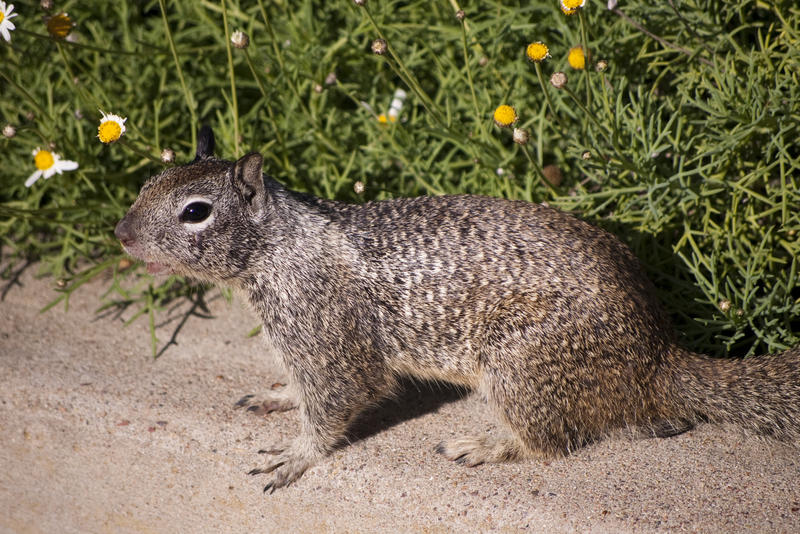 a squirrel by the side of the road