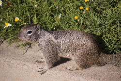 3235-squirrel