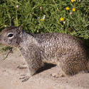 3235-squirrel