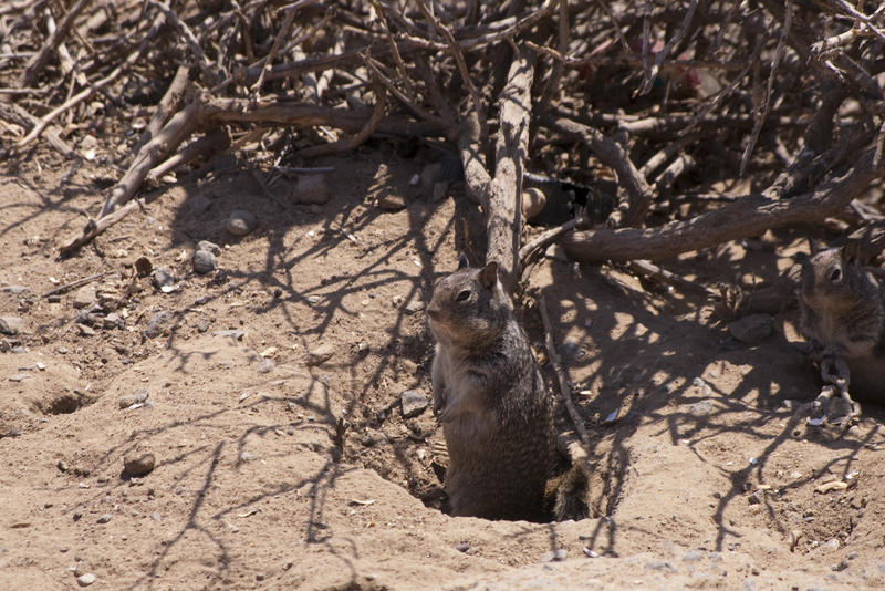 a squirrel looking out of his burrow for danger