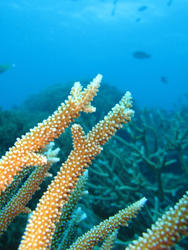 3360-staghorn coral