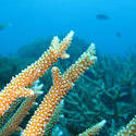 3360-staghorn coral