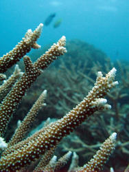 3361-staghorn coral