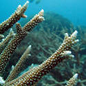 3361-staghorn coral