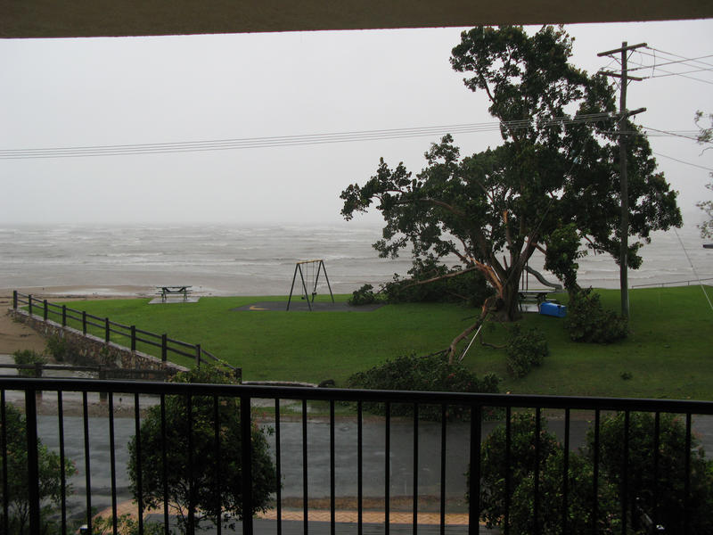 damaged tree after a passing storm