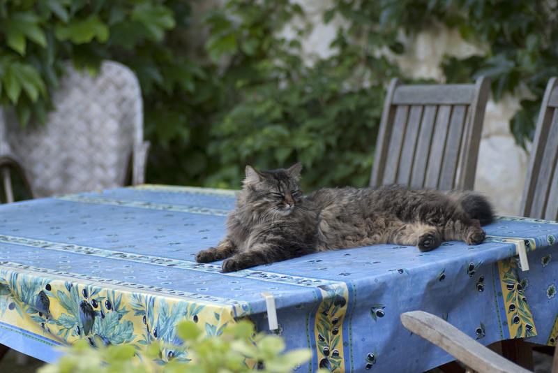 cat napping on garden table
