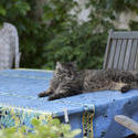 3238-tabby on the table