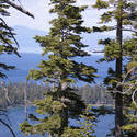 3089-Tahoe pines
