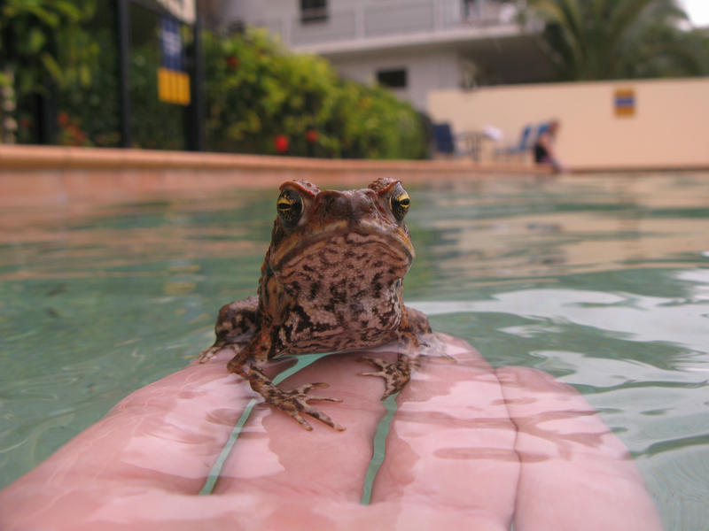 a small cane toad caught swimming in a pool