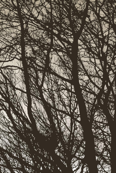 clourised effect image of winter trees with leafless branches