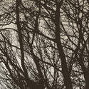 3006-tree branches