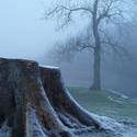 3514-tree stump