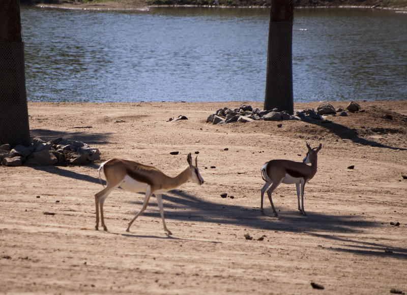 a pair of springboks in a wildlife park