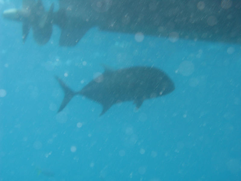 abstract out of focus background: a fish and the propeller of an motorboat