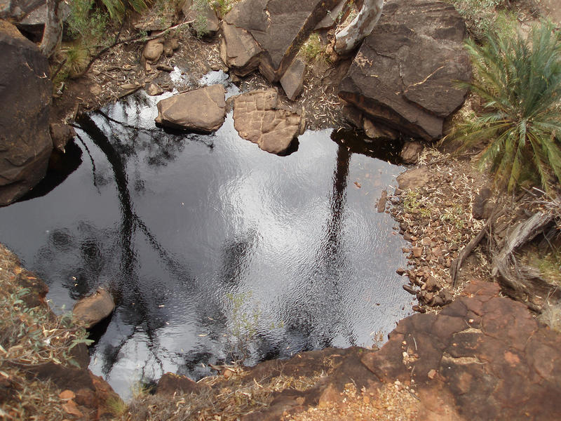 a waterhole in palm valley, NT