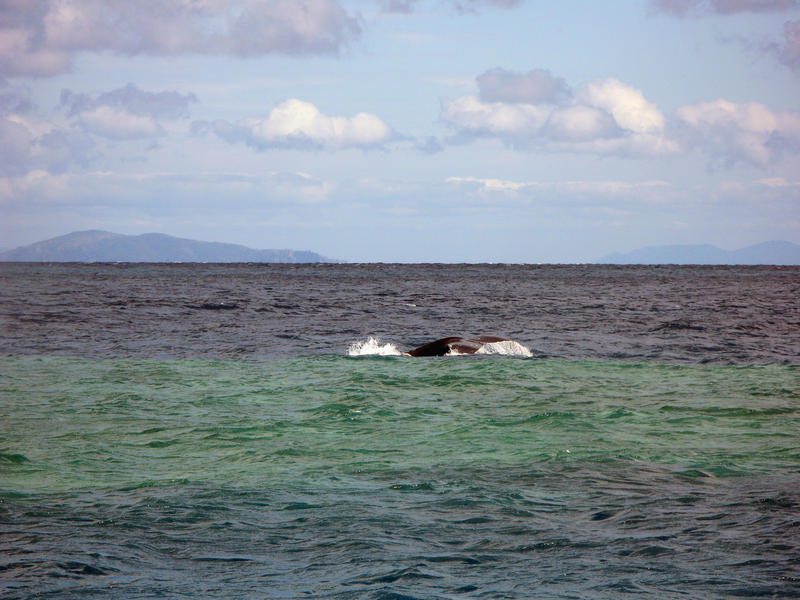 the tail of a whale slapping on the water