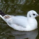 3852-white_gull.JPG