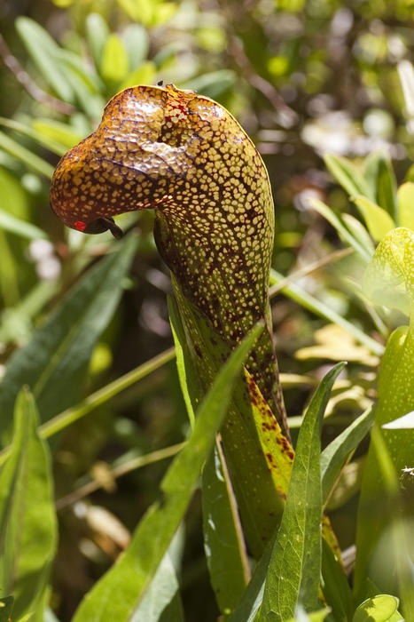 orchid plants growing in the wild