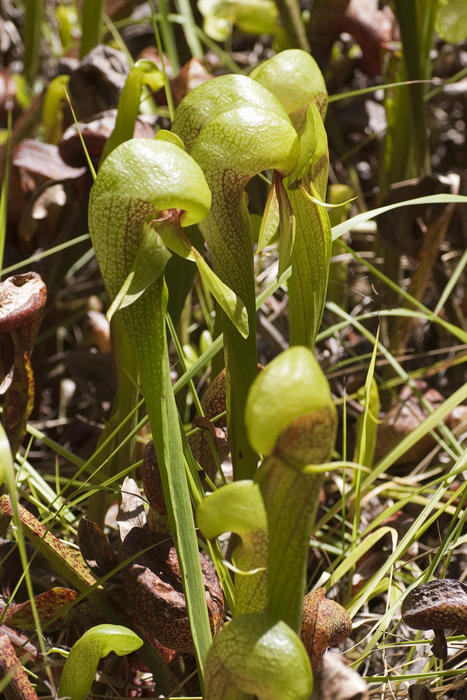 wild orchid plants growing