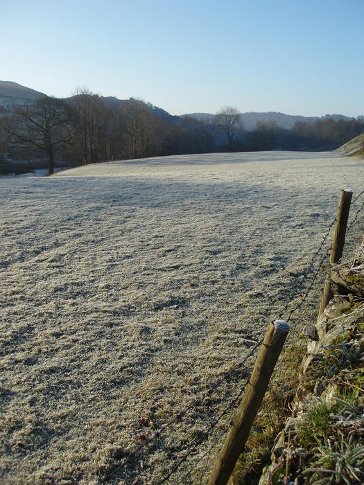 field of grass sparkling in the winter morning light with a light covering of frost