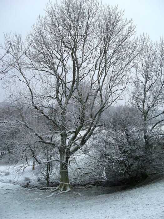 a bitter cold landscape of frost and frozen trees