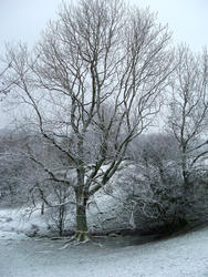 3527-frost landscape