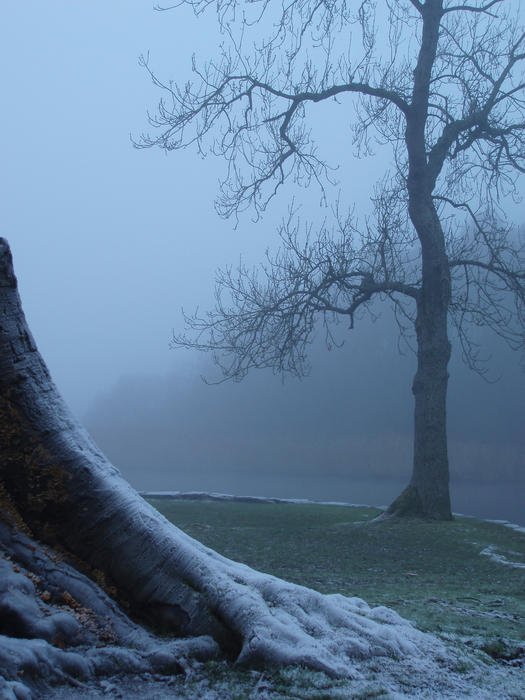 trees on a misty and frosty winter morning