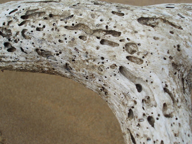 a piece of driftwood pitted with holes