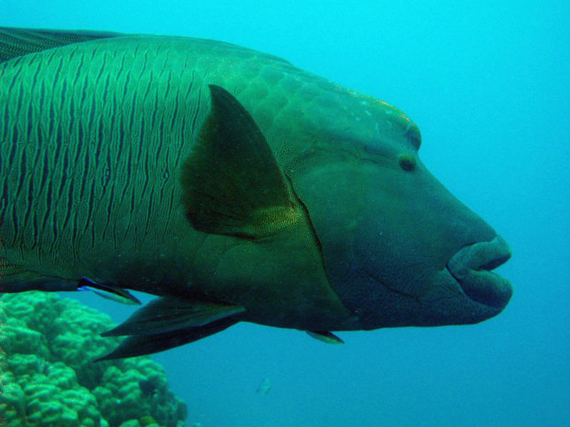 a humphead wrasse