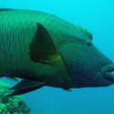 3363-wrasse