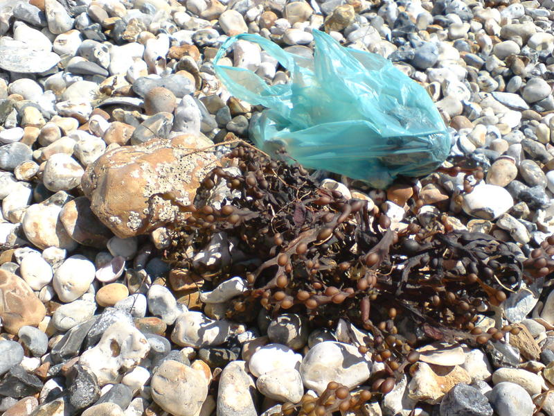<p>21st century beach - litter and seaweed</p>