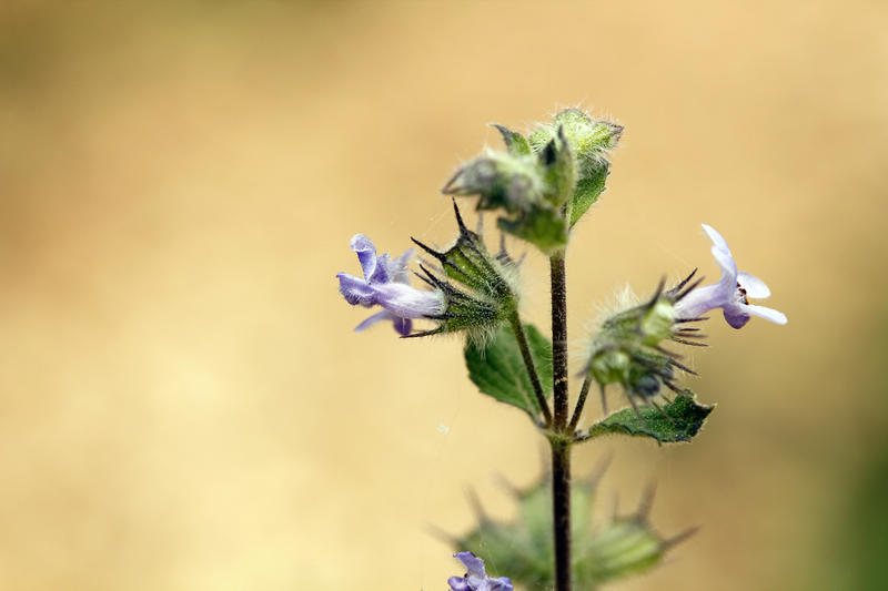 <p>Closeup of typical lamiaceae flowers</p>