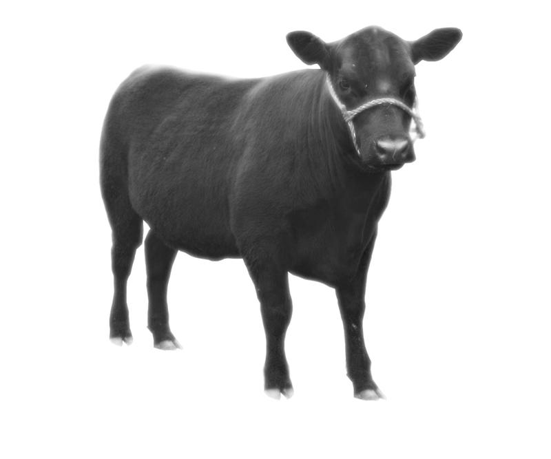 <p>black angus bonive cattle bovino</p>