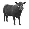 5010   angus cow