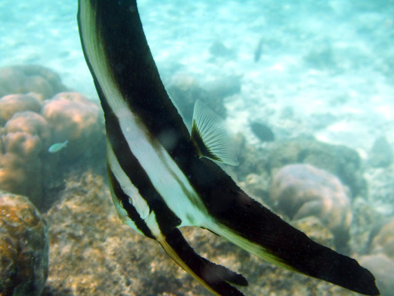 <p>banner fish on a coral reef off the maldives</p>